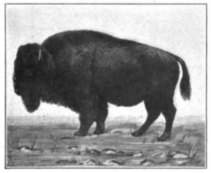 Bison from Civic Biology